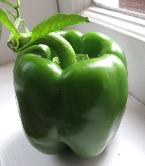 capsicum