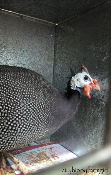 guinea fowl