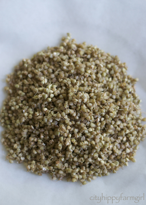 sprouted and dehydrated buckwheat 