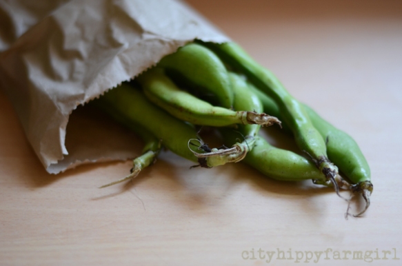 broad beans- cityhippyfarmgirl