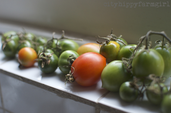 ripening tomatoes || cityhippyfarmgirl