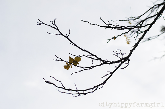 wintry tree || cityhippyfarmgirl