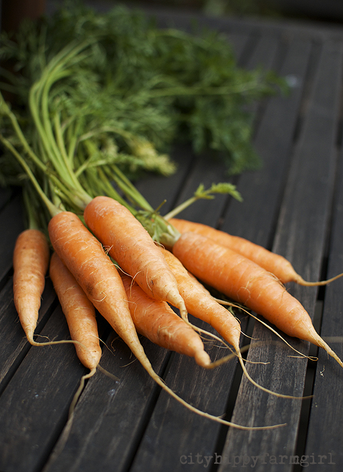 carrots || cityhippyfarmgirl