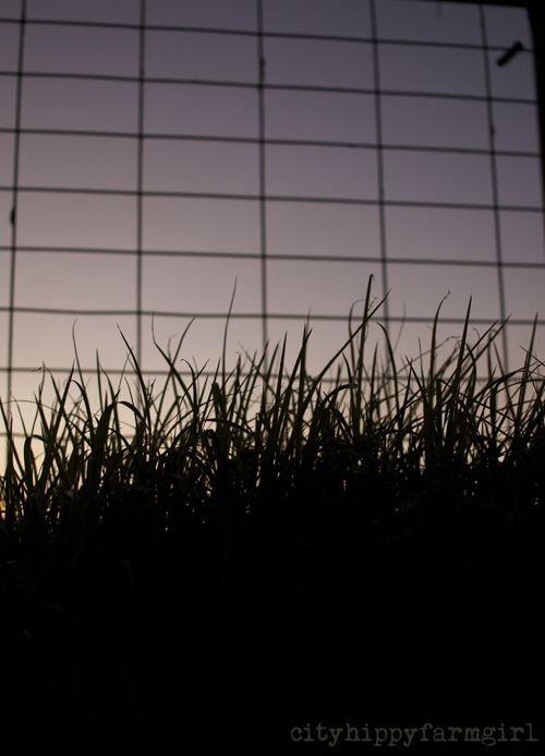 grass at dusk || cityhippyfarmgirl