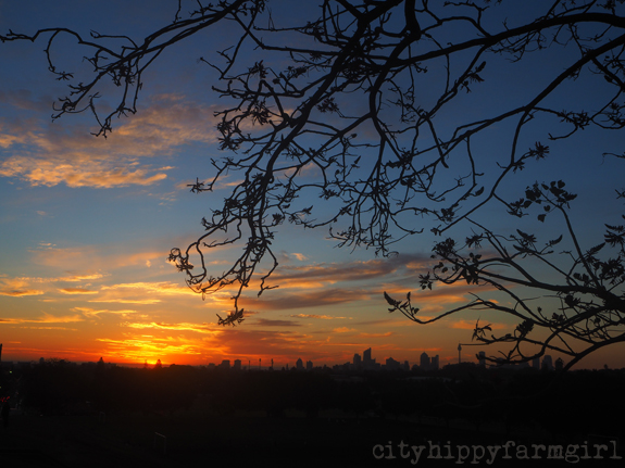Sydney sunset || cityhippyfarmgirl