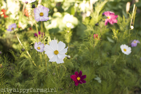 flowers || cityhippyfarmgirl