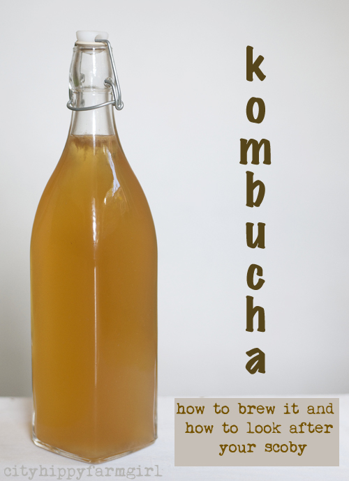 kombucha- how to brew it and how to look after your scoby || cityhippyfarmgirl