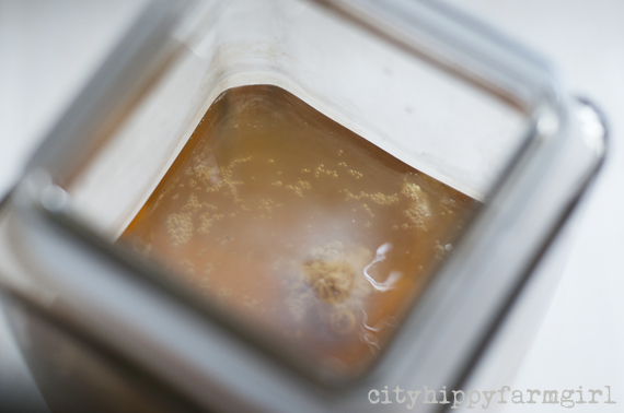 scoby forming