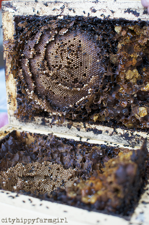 splitting a native bee hive || cityhippyfarmgirl