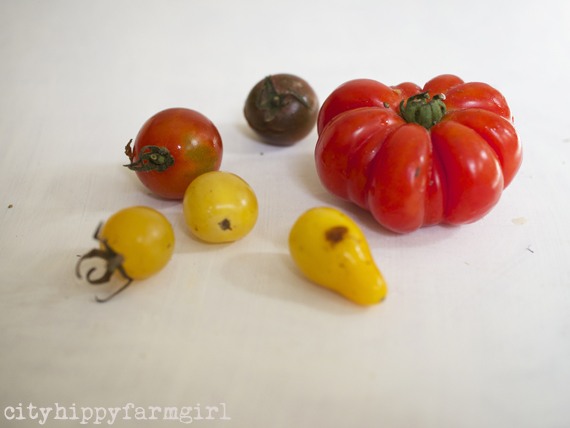 tomatoes || cityhippyfarmgirl