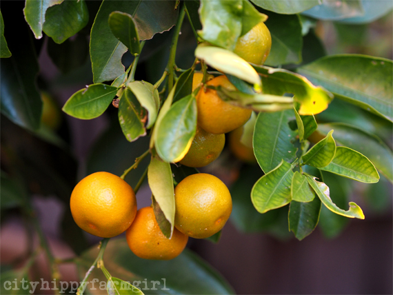 cumquats || cityhippyfarmgirl.com