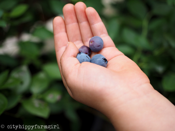 blueberries || cityhippyfarmgirl