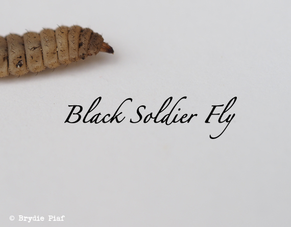 black soldier fly larvae || cityhippyfarmgirl