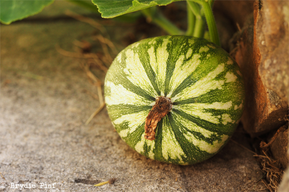 pumpkin-01-cityhippyfarmgirl