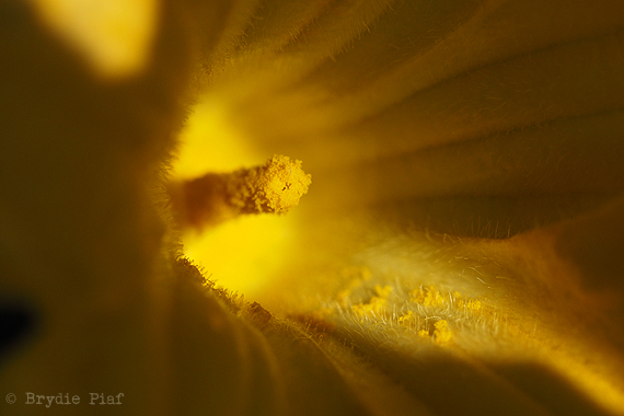 pumpkins-01-cityhippyfarmgirl