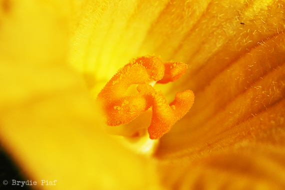 pumpkins-02-cityhippyfarmgirl