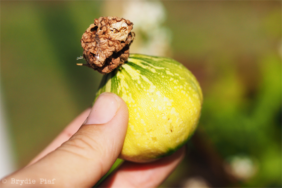 pumpkins-cityhippyfarmgirl