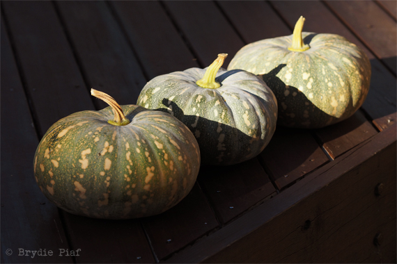 pumpkins-cityhippyfarmgirl