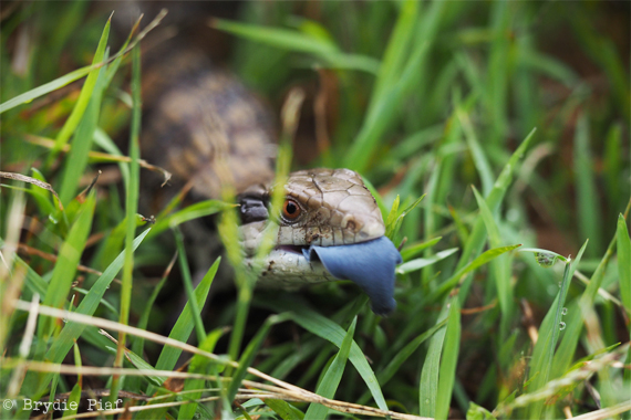 blue tongue || cityhippyfarmgirl